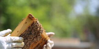 Maltempo e apicoltura in ginocchio. Preoccupano fenomeni di cannibalismo tra le api