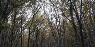 bosco Carso triestino ritrovato corpo stanislava mokole