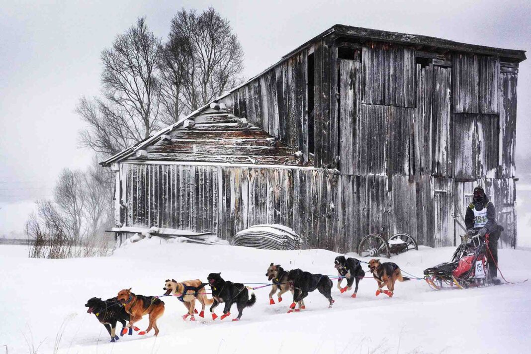 Henry-Coronica- sleddog