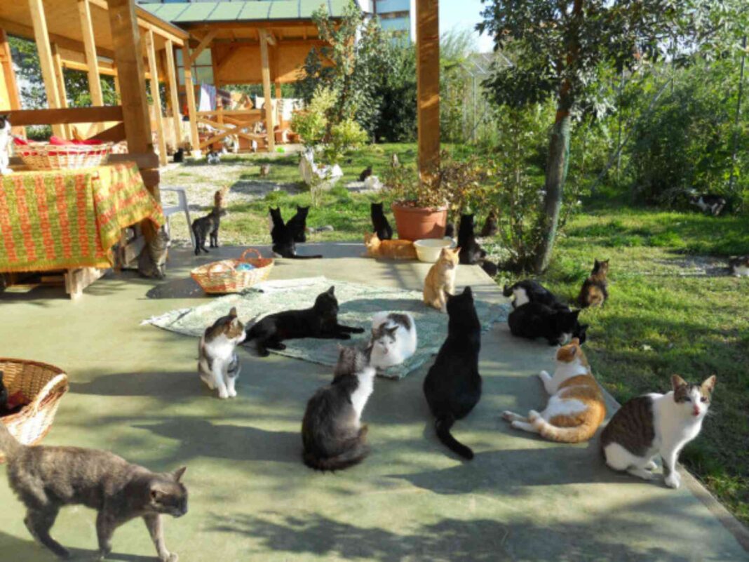 trieste canile gattile animali