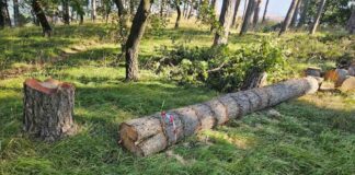 abbattuti alberi pineta cattinara