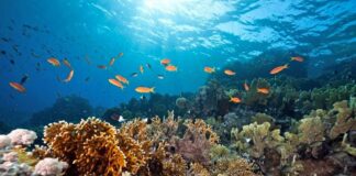 'Ocean Film Festival' Trieste