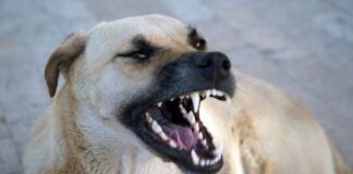 52enne triestino aggredito da un cane mentre fa jogging. Dieci giorni di prognosi uomo aggredito da cane