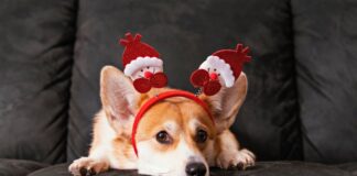 Pets e festività natalizie, come proteggerli da stress e pericoli? pets