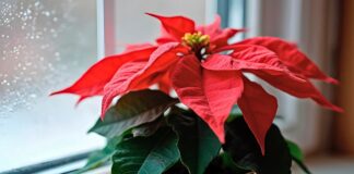 stella natale