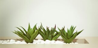 gel aloe vera