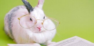animali domestici