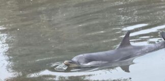 salvataggio delfino - lignano-miramare