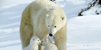 Giornata mondiale dell’orso polare, il simbolo della lotta al cambiamento climatico orso polare