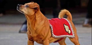 La Fanfara dei Carabinieri, presente anche la cagnolina mascotte Briciola fanfara