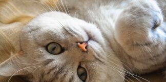 gatto