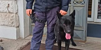 Controlli dei Carabinieri con cani antidroga nelle scuole, operazioni preventive ed educative cinofilo