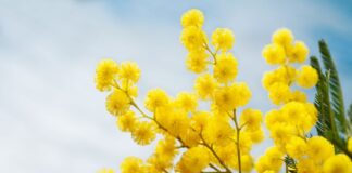 giornata Internazionale della Donna - mimosa jpg