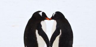 giornata mondiale del bacio