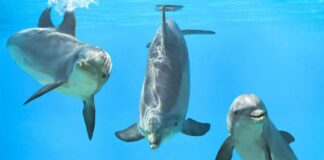 DolphinGemma, decodificare il linguaggio dei delfini con l’AI. Google verso la comunicazione interspecie DolphinGemma linguaggio delfini
