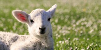 pasqua agnello