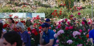 rose libri musica vino 2025 parco san giovanni