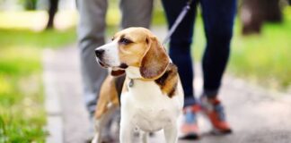 deiezioni canine