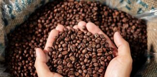 report sostenibilità bazzara