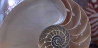 Fibonacci Day, Immaginario Scientifico