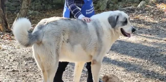 Un appello per Tyron