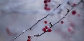 Primo gennaio, Eugenio Montale, poesia