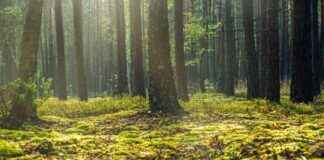 FVG, foreste sostenibili, certificazione PEFC Italia