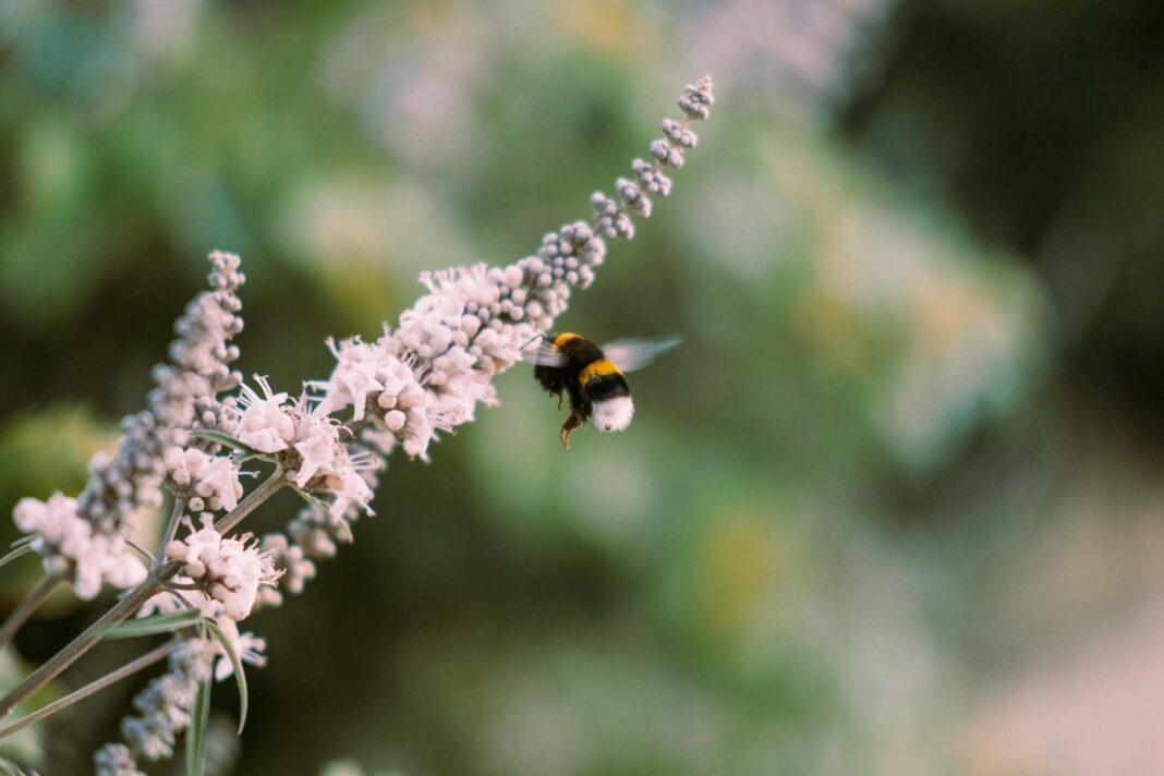 Trieste, ape si posa su un fiore; biodiversità