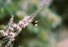 Pasquetta tra allergia e pollini: come sopravvivere al picco primaverile Allergia ai pollini, primavera
