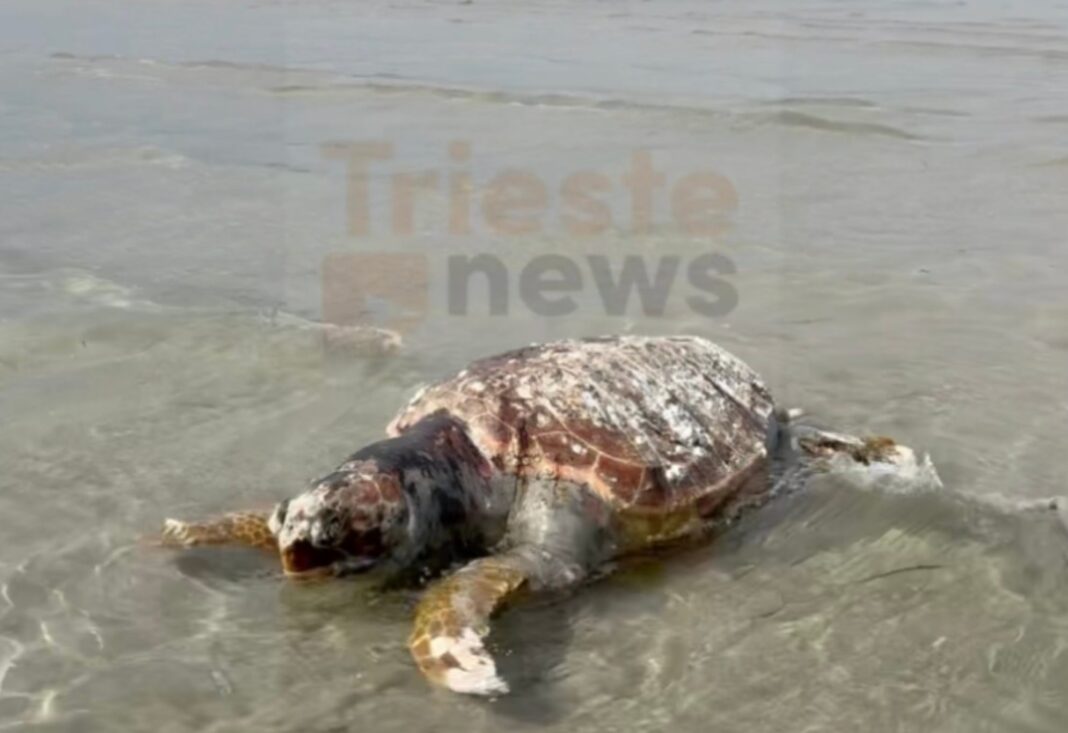 Grado, tartaruga marina, Caretta caretta, Alto Adriatico, fauna marina, ambiente, spiaggia di Grado