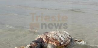 Grado, tartaruga marina, Caretta caretta, Alto Adriatico, fauna marina, ambiente, spiaggia di Grado