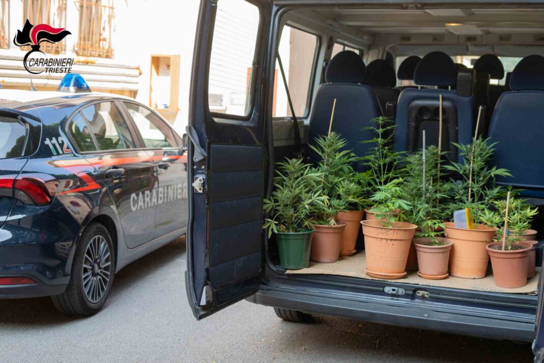 Trieste, Carabinieri, cannabis, serra indoor, droga, arresto, grow box