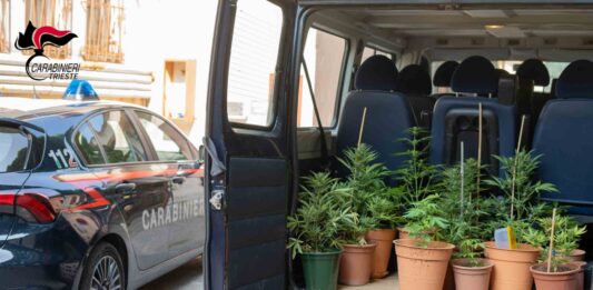 Trieste, Carabinieri, cannabis, serra indoor, droga, arresto, grow box