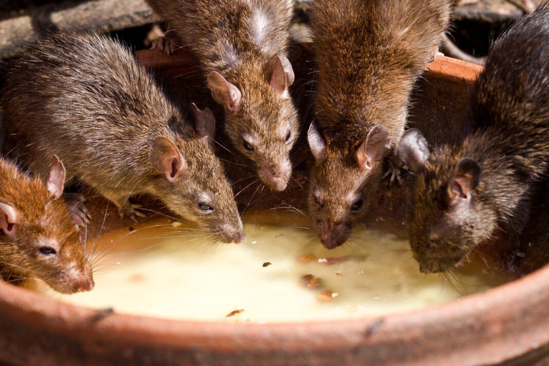 potenziale veicolo di Hantavirus