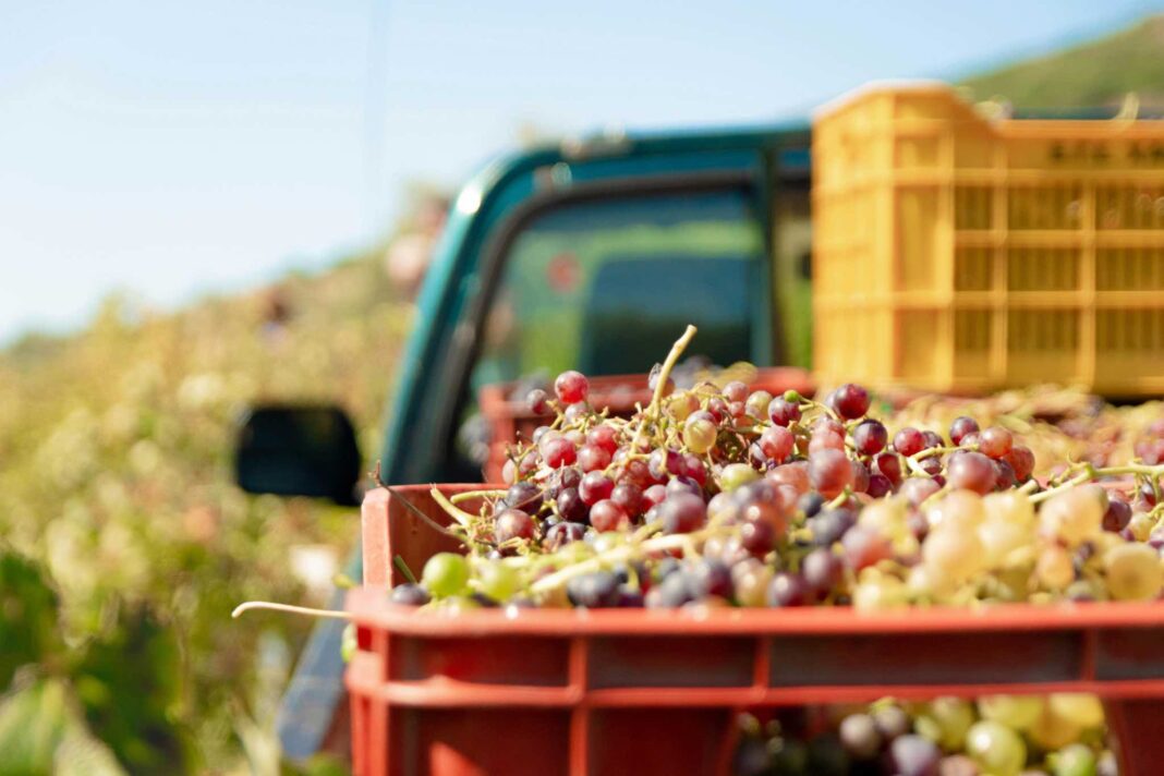 Raccolta di uva in una vigna: immagine utilizzata per un articolo su vino e cambiamento climatico