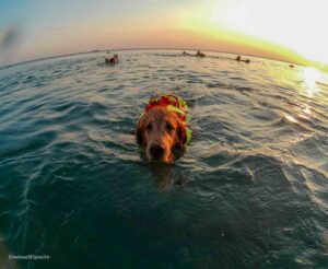 Bau Beach Trieste, Barcola, cani in spiaggia, caldo cani, benessere animale, Cani Salvataggio Trieste, Emanuele Esposito