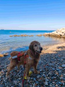 Bau Beach Trieste, Barcola, cani in spiaggia, caldo cani, benessere animale, Cani Salvataggio Trieste, Emanuele Esposito