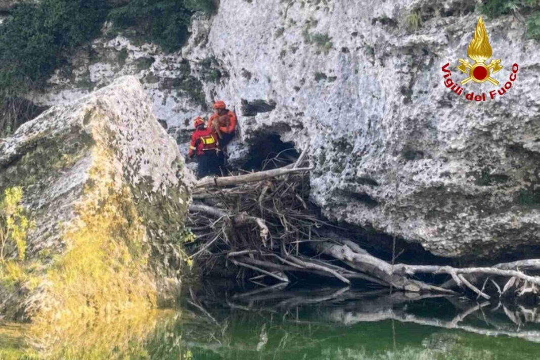 cane, Natisone, Cividale del Friuli, Vigili del Fuoco, salvataggio animale, Udine, soccorso