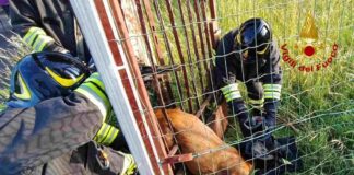 Capriolo, Gorizia, Vigili del fuoco, Soccorso animali, Fauna selvatica, Animali selvatici, Cronaca Gorizia