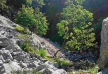 Ritrovato vivo l’escursionista disperso sul Plauris: si era trascinato verso valle nonostante le gravi ferite Escursionista ritrovato, Monte Plauris, Venzone, Soccorso Alpino, Elisoccorso, Guardia di Finanza, Cronaca FVG
