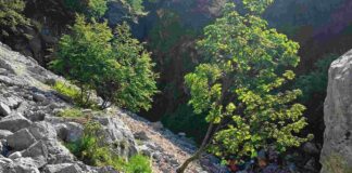 Ritrovato vivo l’escursionista disperso sul Plauris: si era trascinato verso valle nonostante le gravi ferite Escursionista ritrovato, Monte Plauris, Venzone, Soccorso Alpino, Elisoccorso, Guardia di Finanza, Cronaca FVG