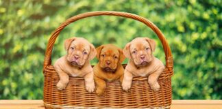 Animali domestici, calo demografico, Claudio Ruggeri, cuccia, culla, randagismo, San Giorgio su Legnano
