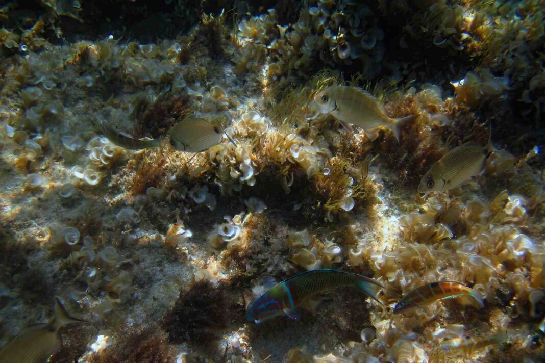 Pesci che nuotano nel Mar Mediterraneo