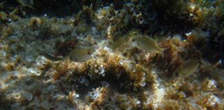 Pesci che nuotano nel Mar Mediterraneo