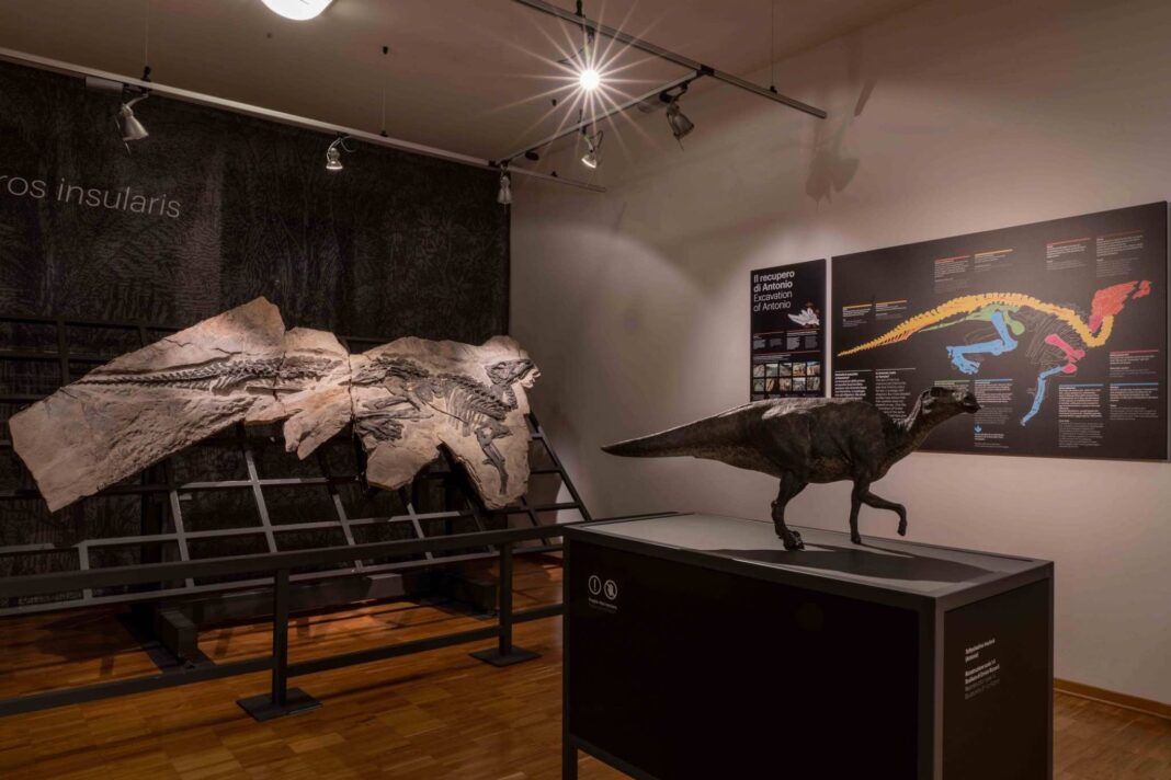 Sala del Museo di Storia Naturale di Trieste