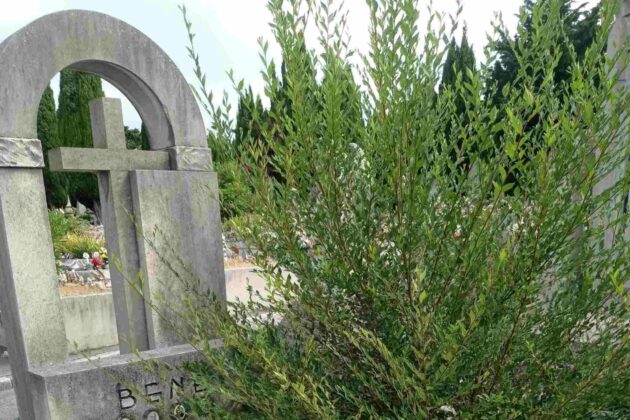 Cimitero di Trieste, degrado, tombe, manutenzione, Comune di Trieste, decoro urbano, segnalazioni cittadini