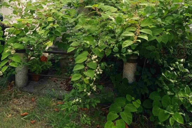 Cimitero di Trieste, degrado, tombe, manutenzione, Comune di Trieste, decoro urbano, segnalazioni cittadini