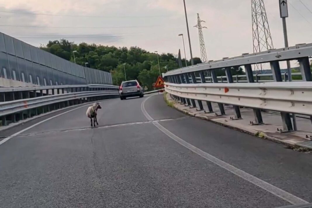 Trieste, Opicina, traffico, capre, viabilità, Carso triestino, animali in strada