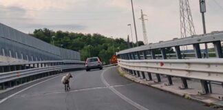 Trieste, Opicina, traffico, capre, viabilità, Carso triestino, animali in strada