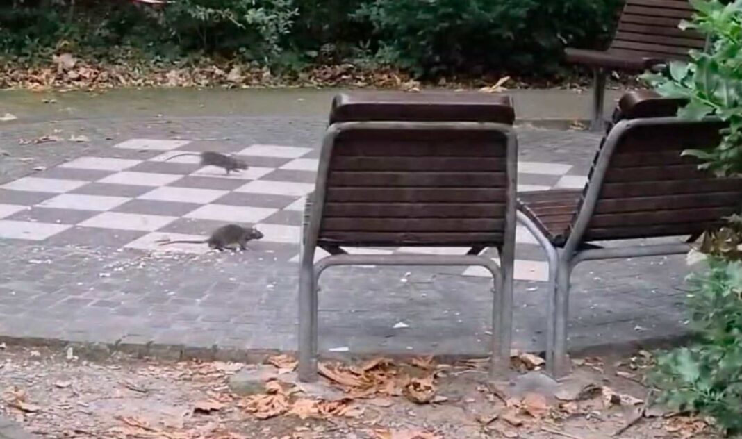 Trieste, Giardino pubblico Muzio de Tommasini, ratti, derattizzazione, Partito Democratico, Comune di Trieste, salute pubblica